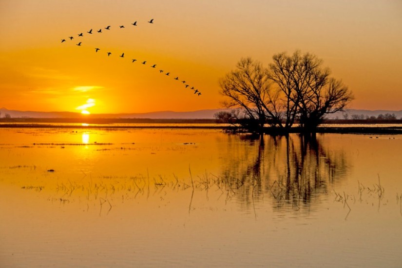 Sunset Geese Formation Steve Corey photo Flickr