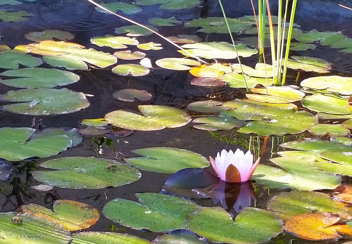 Lotus on pond 6.1.21